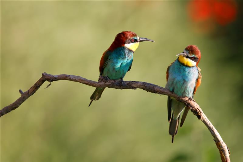 birds-gallery-image